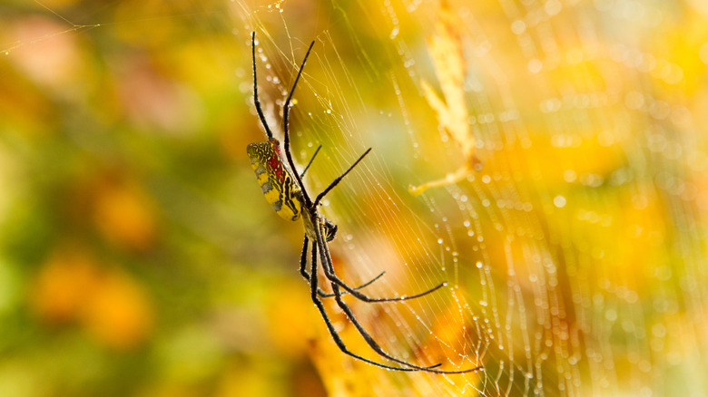 Joro spider on web