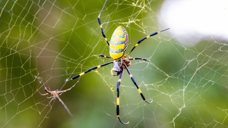 Yellow Joro spider on web