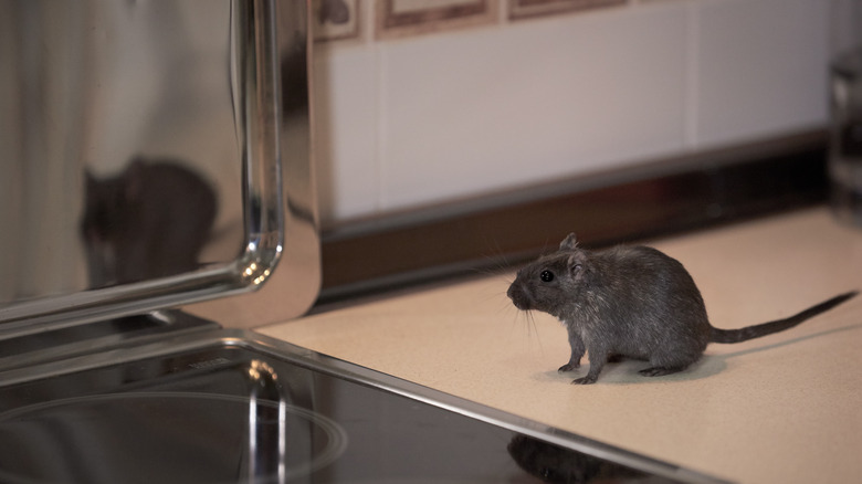 mouse on counter