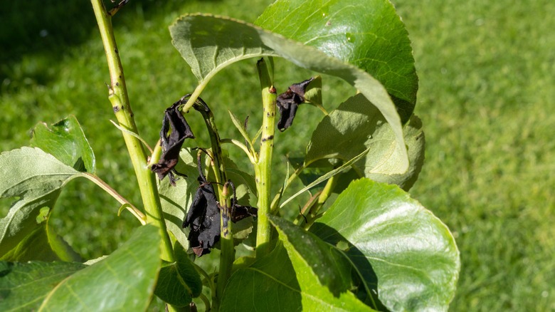 Fire blight damage on pear leaves.