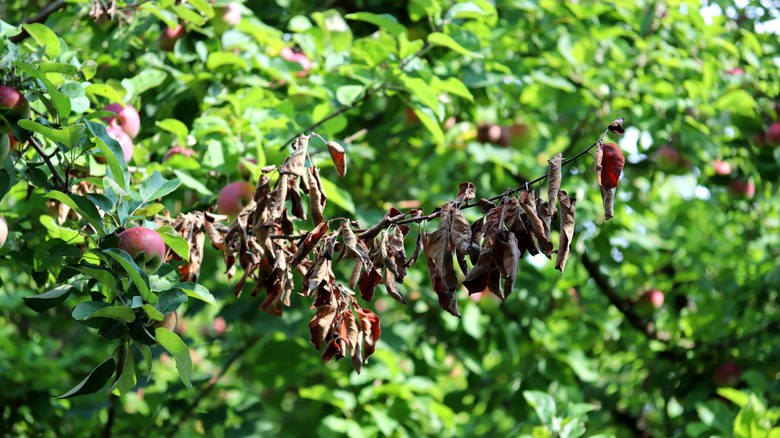 Fire blight on an apple tree