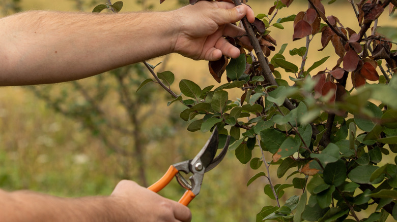 Man pruning off fire blight-infected stems.