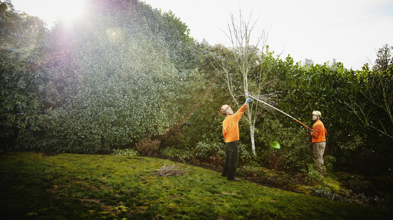 Arborists trimming tree branches