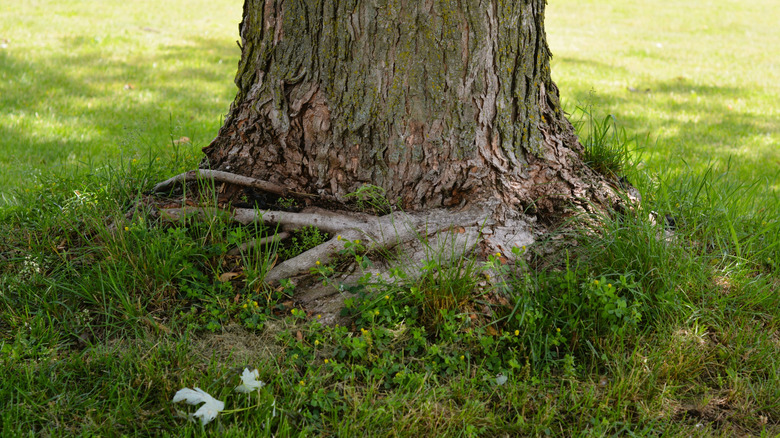 Roots at base of tree