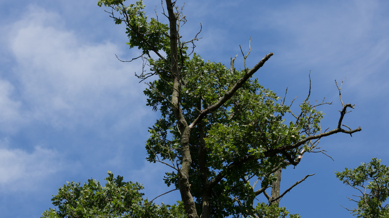 Dieback of an oak tree's canopy