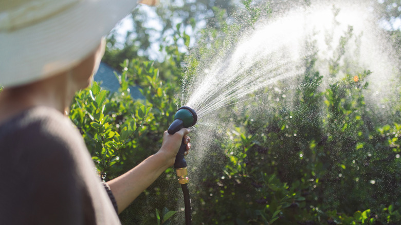 Woman watering shrubs with garden hose