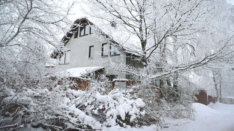 Trees and shrubs covered in snow in front of a house