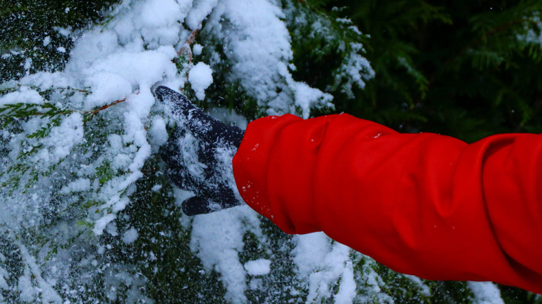 Person reaching for tree branch covered in snow