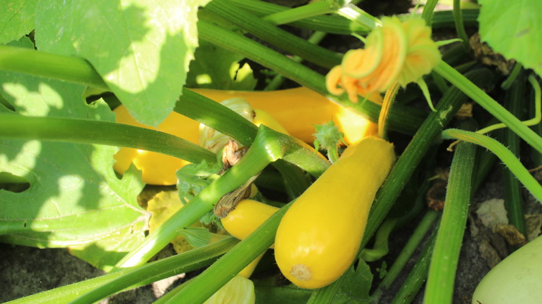 yellow summer squash ready to harvest