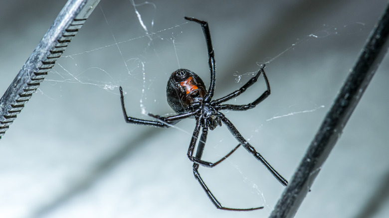 Black widow spider in web