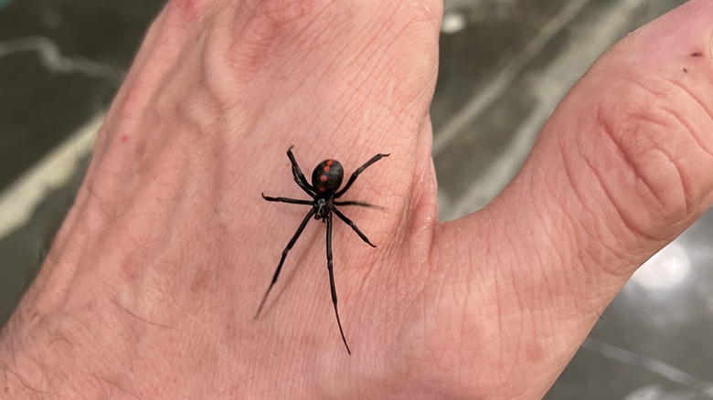 Close up of black widow on hand