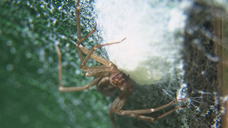 Brown recluse spider eggs