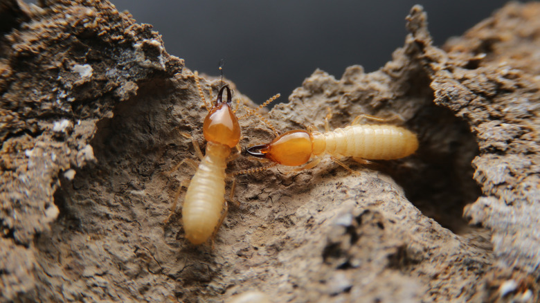 termites on chewed up wood