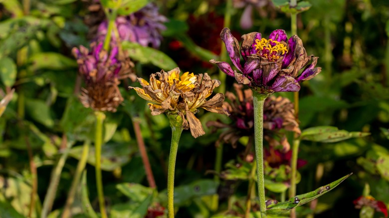 dying annuals in garden