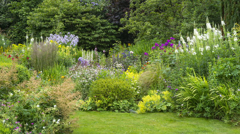 annuals and perennials in yard