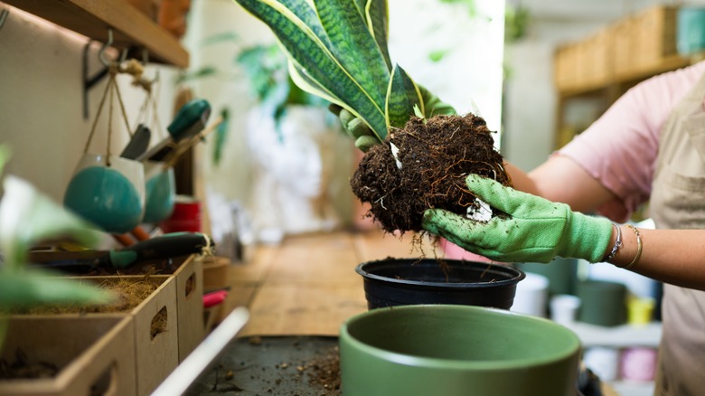 A gardener repotting a snake plant in an indoor gardening room