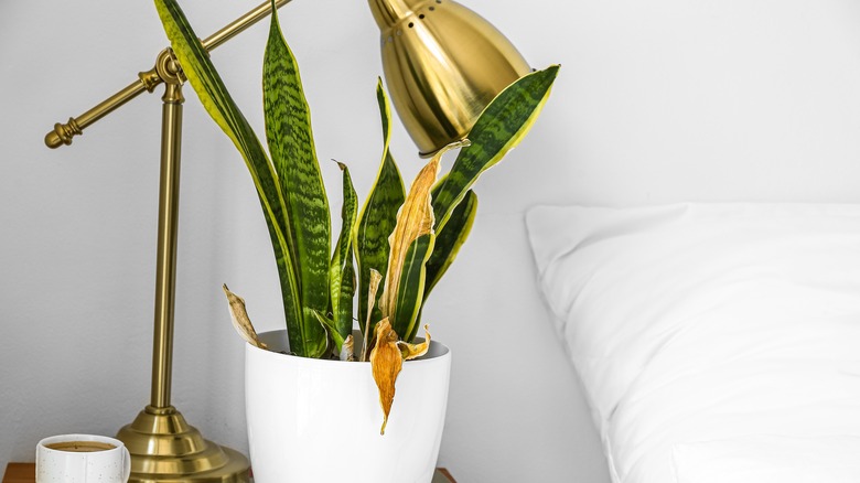 A wilting and yellow snake plant on a night stand beside to a bed