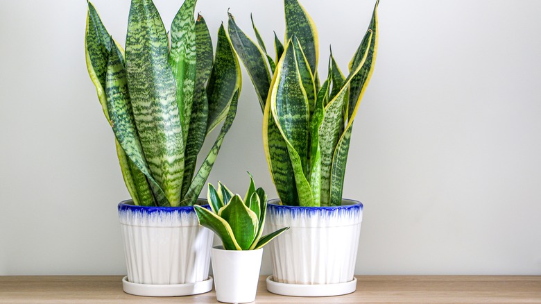 Three healthy potted snake plants on a table