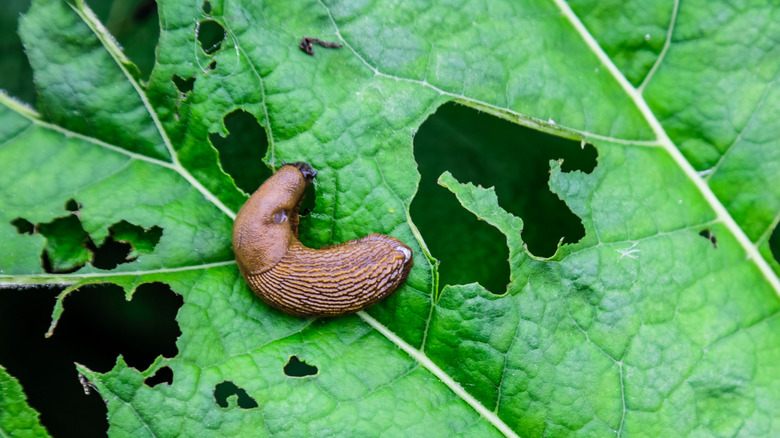 A slug is leaving holes in a leaf