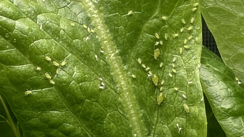 Tiny lime green aphids cover the surface of a leaf