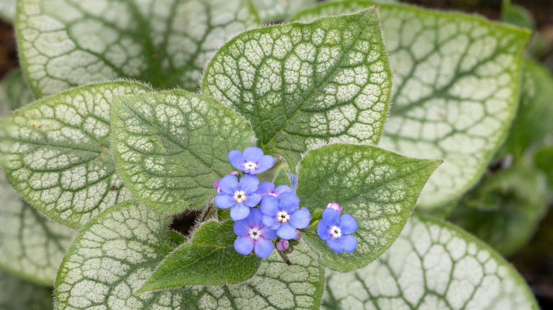 Tiny blueish-purple flowers grow from a cluster of green and white heart-shaped brunnera leaves