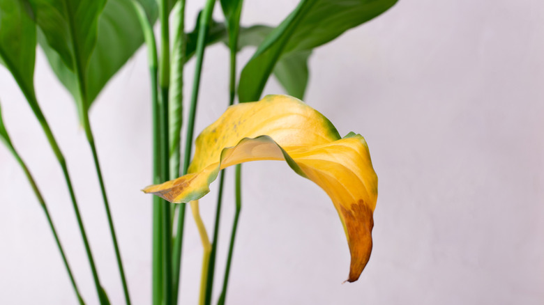 Close-up of a yellowing leaf on a plant