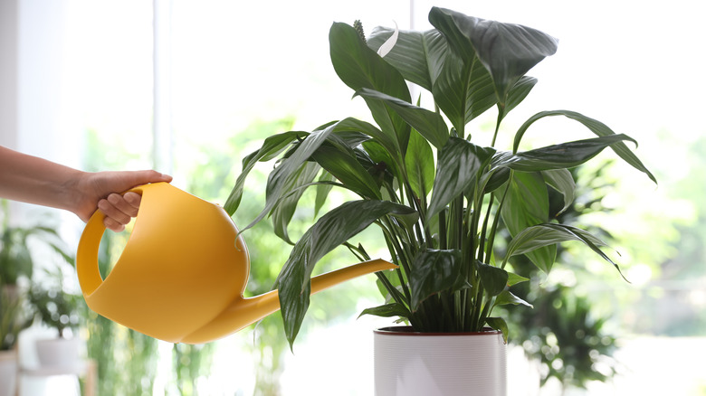 Hand watering a houseplant with a yellow watering can