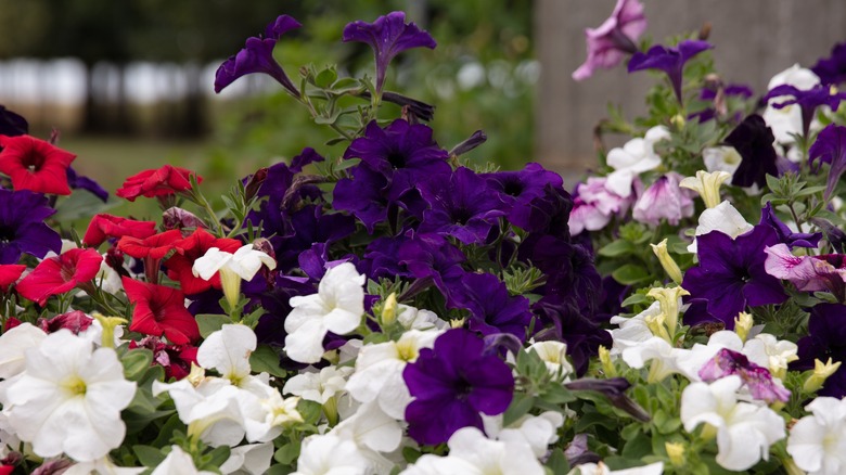 colorful petunias in garden