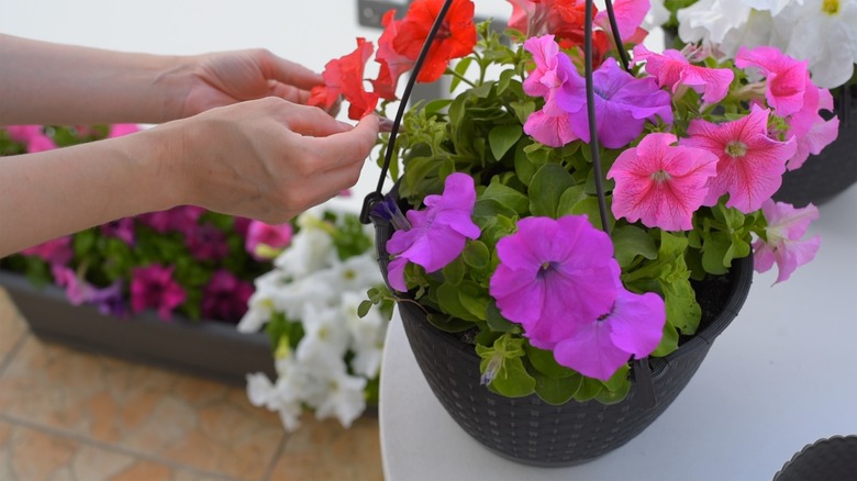 flowering petunias in basket