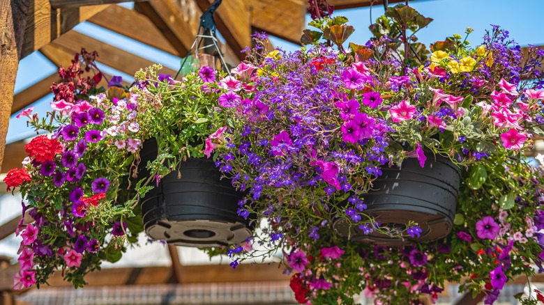 hanging baskets of petunias 