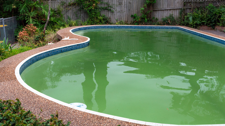 Pool with green tinted water