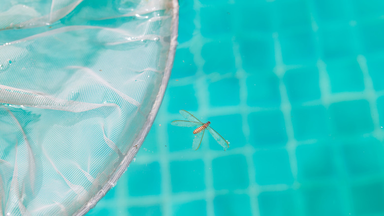 Dead bug floating in pool