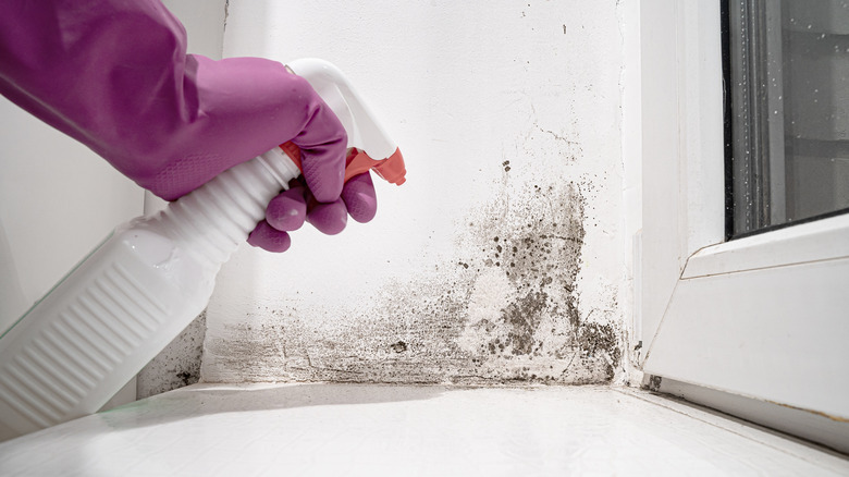 hand removing mold from walls