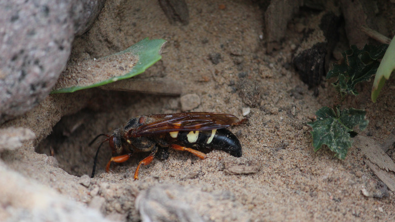 cicada killer wasp burrowing