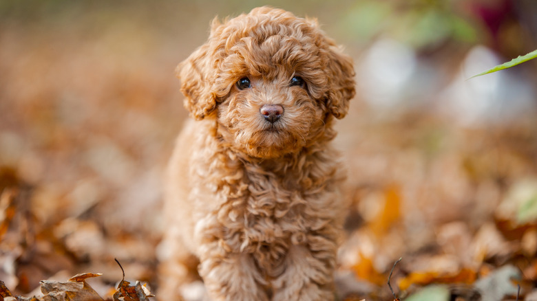 small brown puppy with curly fur