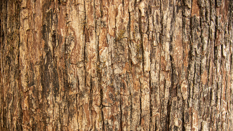 Cracks in tree bark