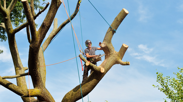 Arborist cutting branches from tree