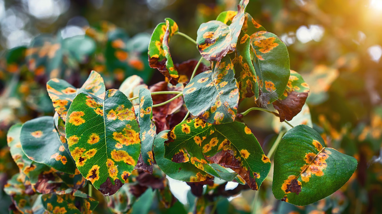 Discoloration on tree leaves