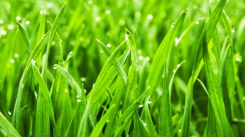 Thick bright green grass