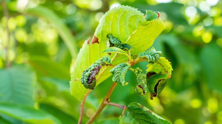 Leaves of a fruit tree that are dry, browning and curled