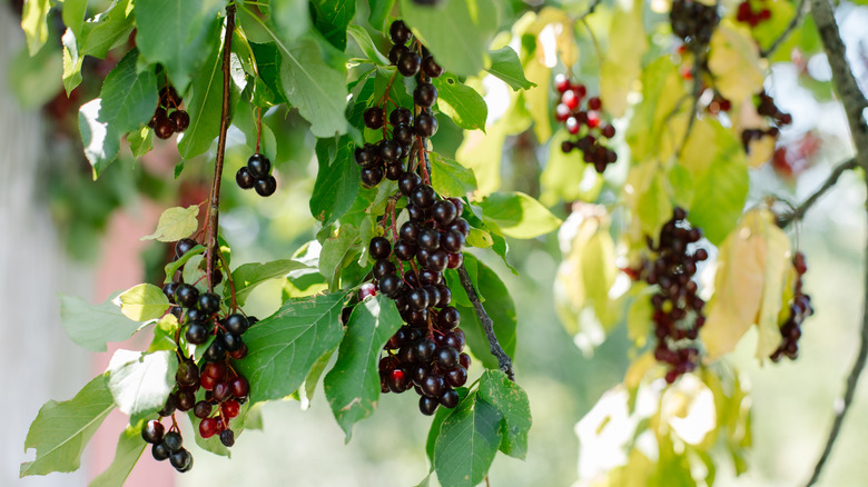 Close up of a black cherry tree with bunches of black cherries