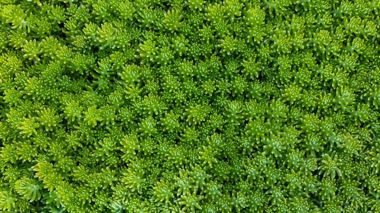 Close up of green sedum ground cover