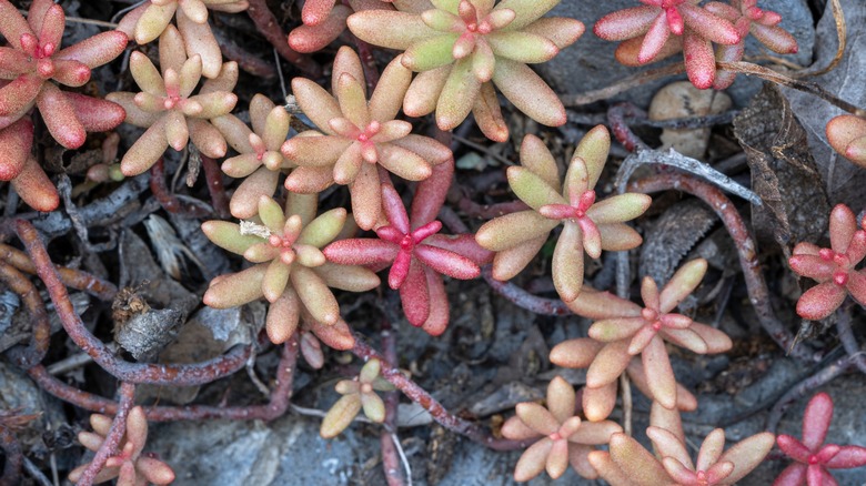 Red and green sedum with many vines