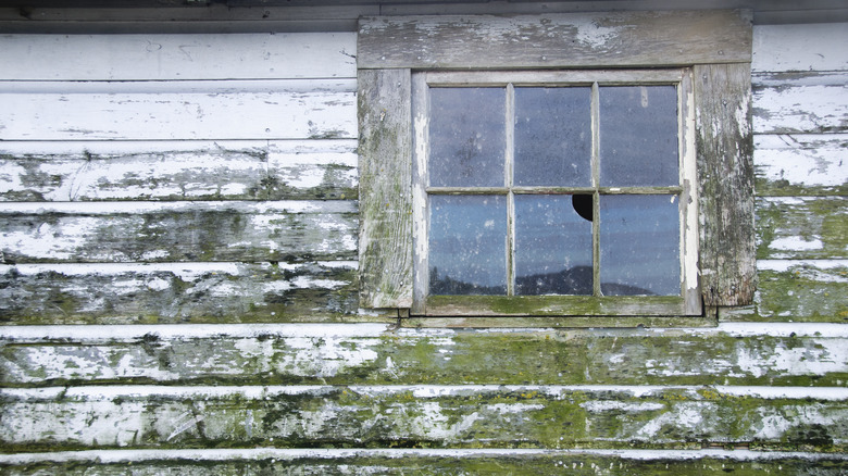 mold on house wall