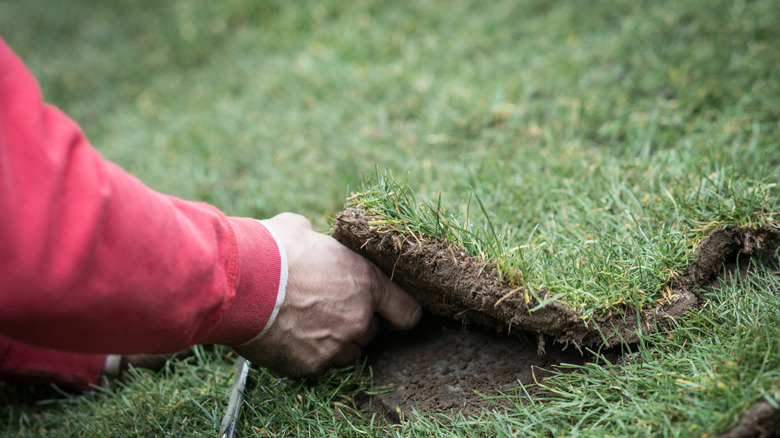 person lifting sod