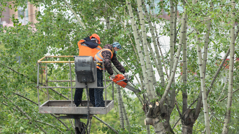 Workers trimming overgrowth