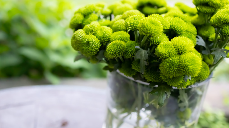 Green flowers in cylinder clear glass vase