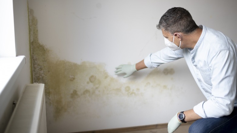 Man assessing mold damage on wall