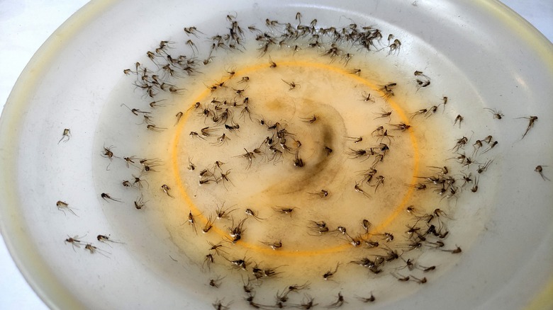 Plate with liquid and trapped mosquitos