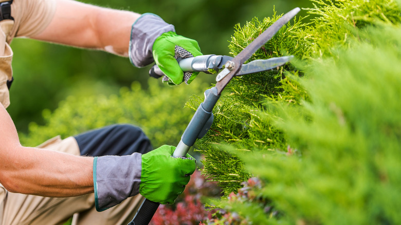 Person maintaining garden